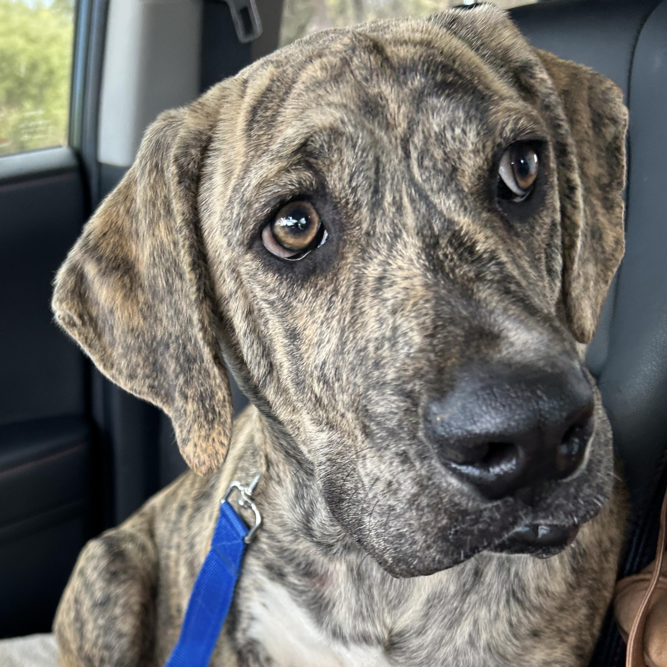 Gustave, Adoptable, Puppy Male Bloodhound & Boxer.