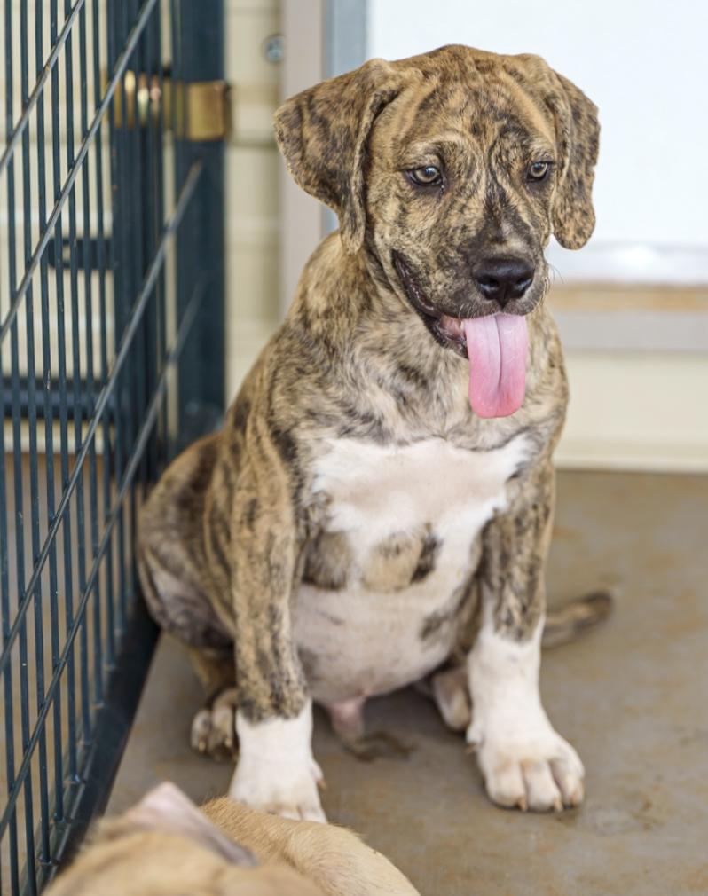 Gustave, an adoptable Boxer, Bloodhound in Marble Falls, TX, 78654 | Photo Image 6