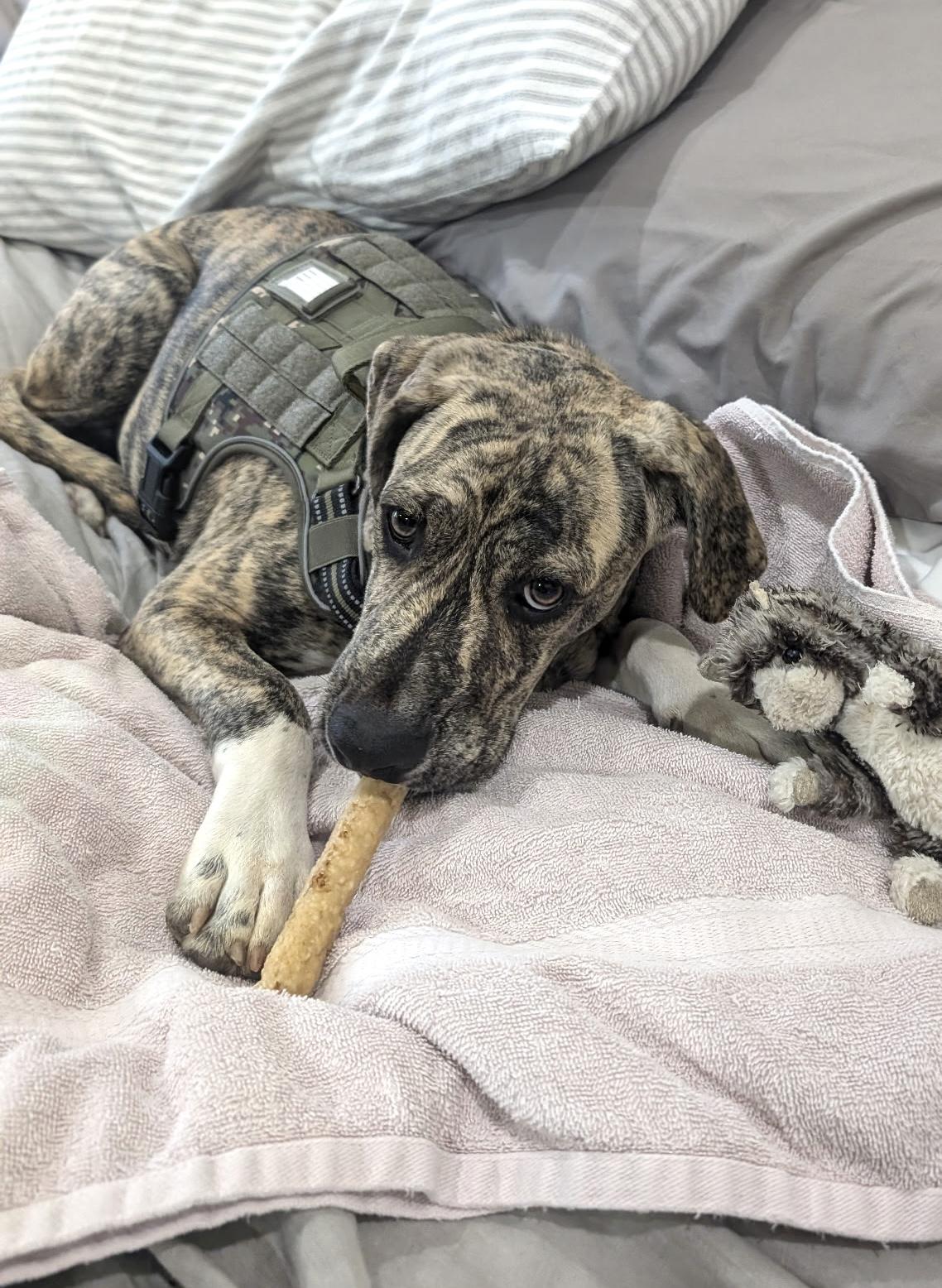 Enlarge Gustave, a Adoptable mixed breed in Marble Falls, TX image 4/6