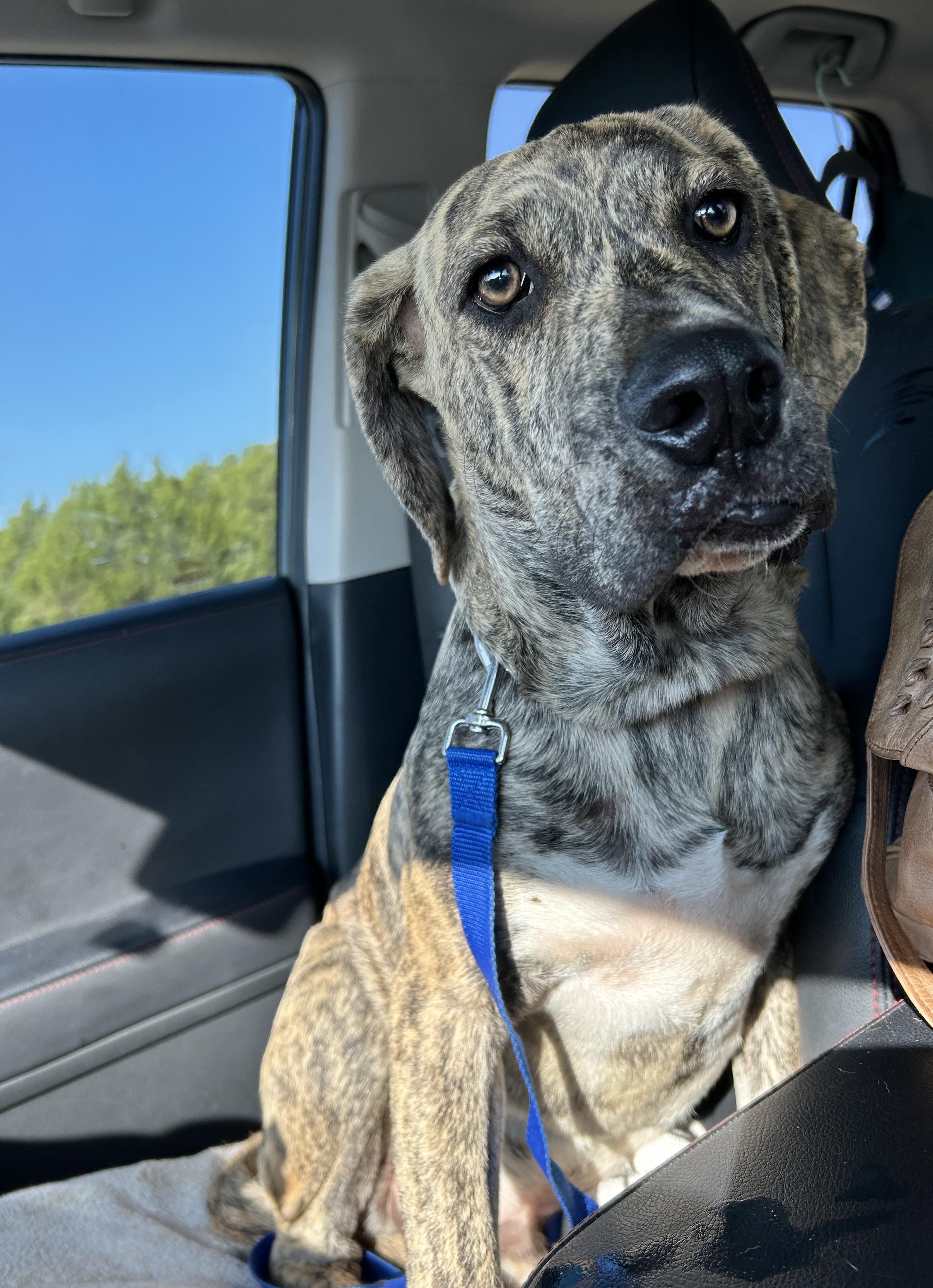 Enlarge Gustave, a Adoptable mixed breed in Marble Falls, TX image 2/6