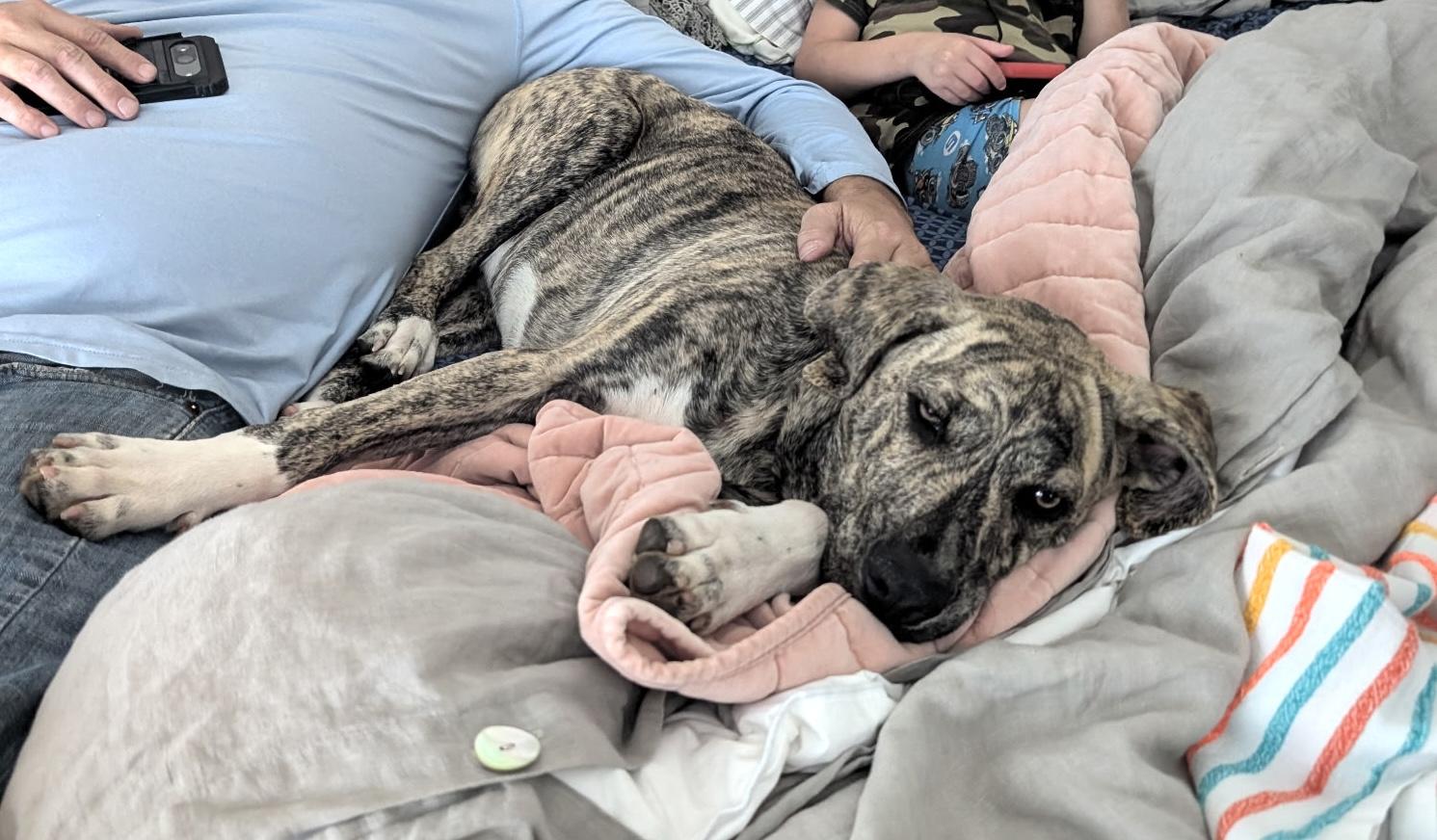 Enlarge Gustave, a Adoptable mixed breed in Marble Falls, TX image 5/6