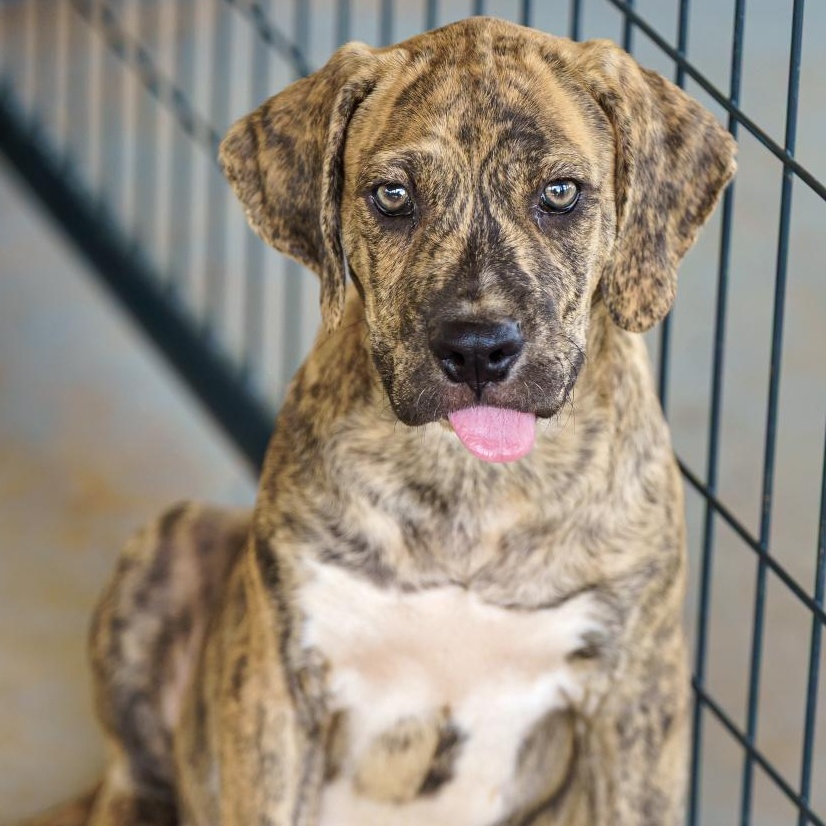Gustave, an adoptable Boxer, Bloodhound in Marble Falls, TX, 78654 | Photo Image 2