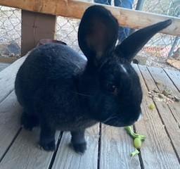 Twinkle, ADOPTABLE, Adult Female Bunny Rabbit.