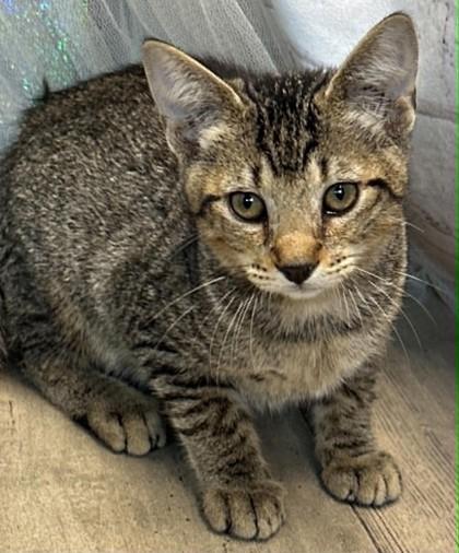 Enlarge Neptune, a Adoptable mixed breed in Shreveport, LA image 1/2