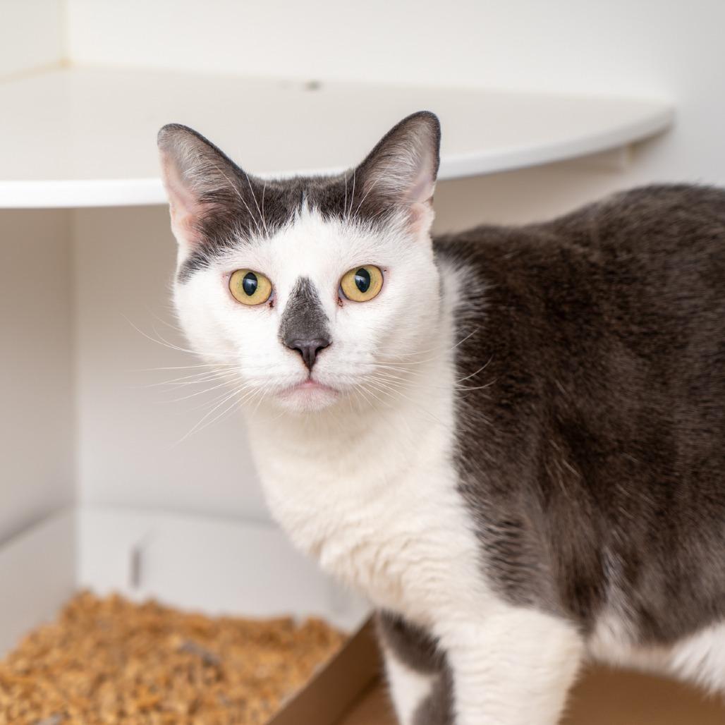 Enlarge Houston, a Adoptable Domestic Short Hair in New York, NY image 1/1