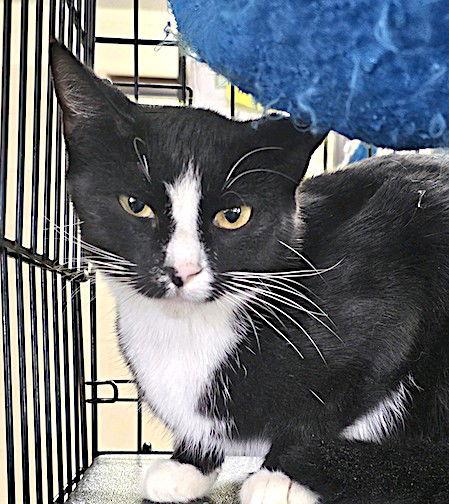 Mirabelle, Adoptable, Young Female Domestic Short Hair.