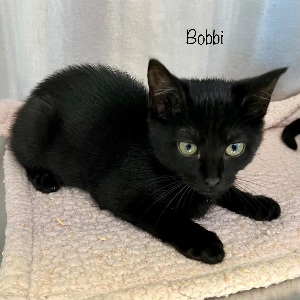Bobbi, Adoptable, Kitten Female Domestic Short Hair & Domestic Short Hair.