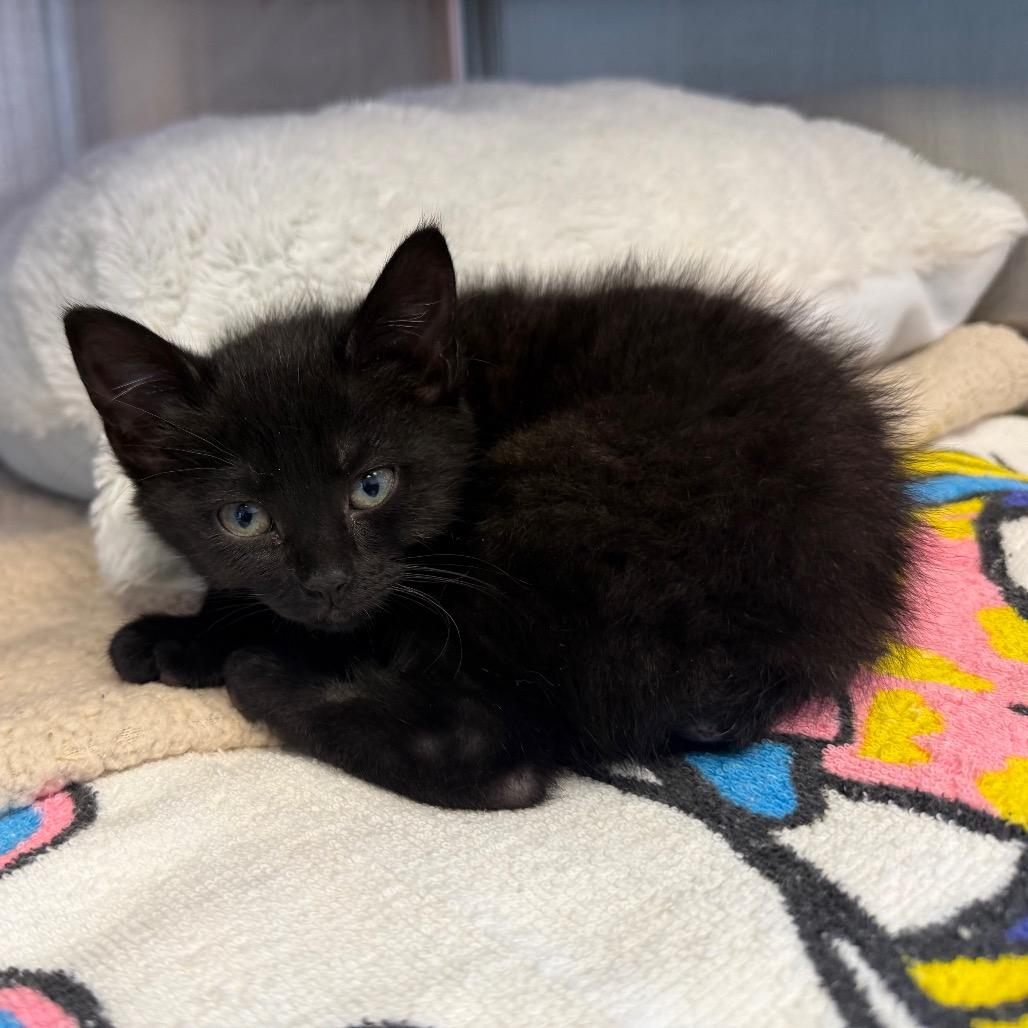 Enlarge Bobbi, a Adoptable mixed breed in Madisonville, TN image 2/4