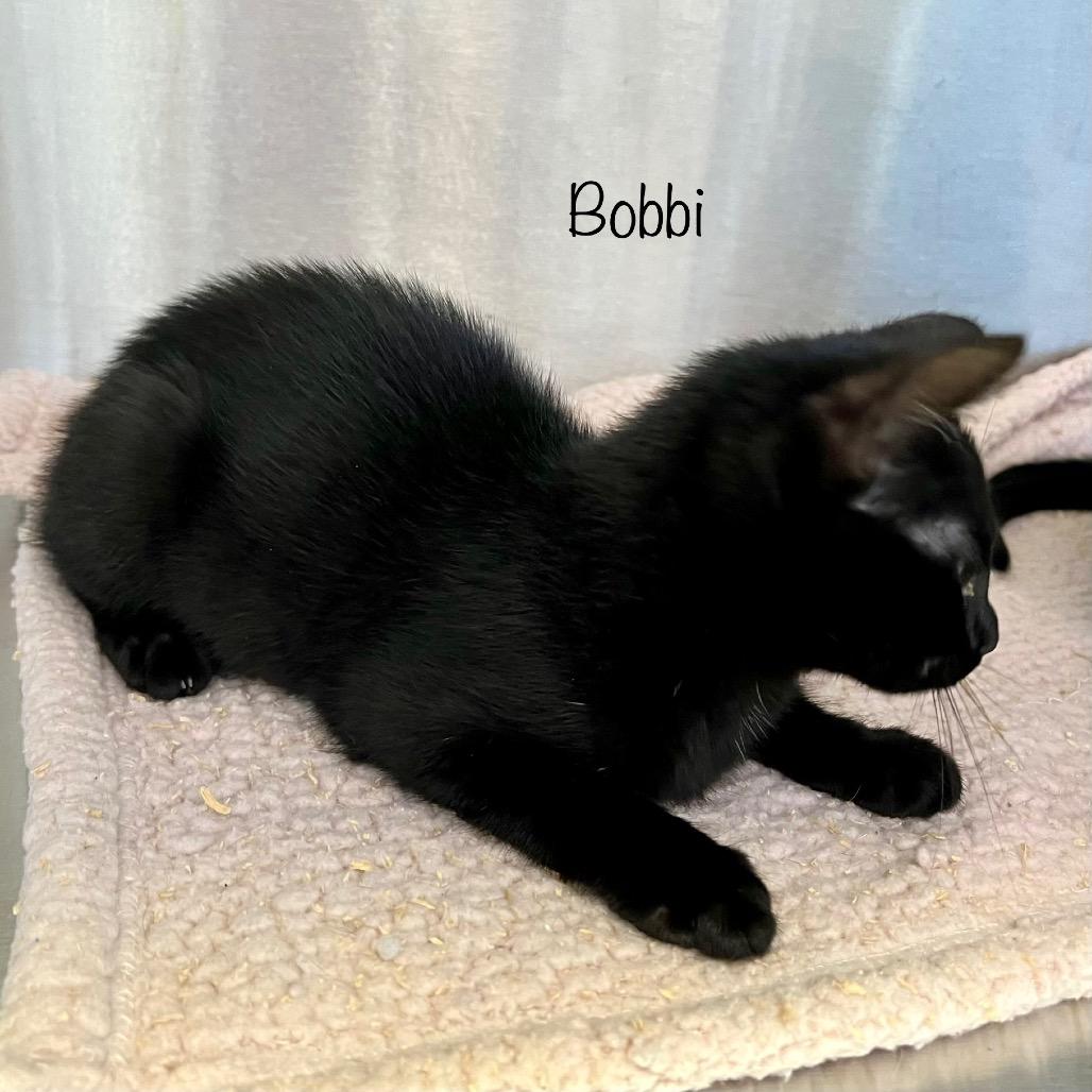 Enlarge Bobbi, a Adoptable mixed breed in Madisonville, TN image 3/4