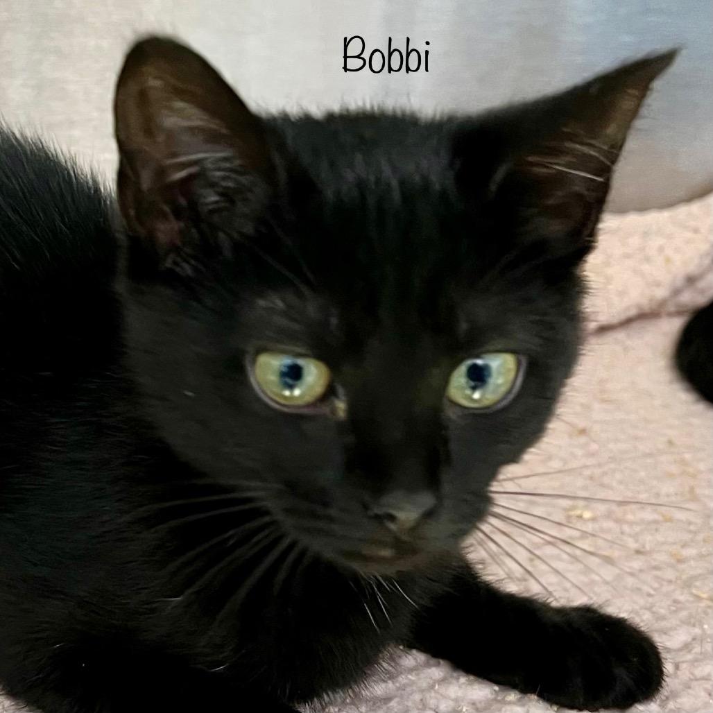 Enlarge Bobbi, a Adoptable mixed breed in Madisonville, TN image 4/4