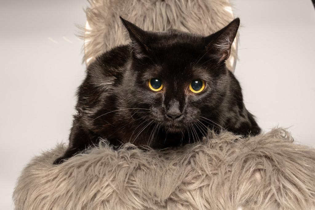 Enlarge Dash, a Adoptable mixed breed in Tyler, TX image 2/3