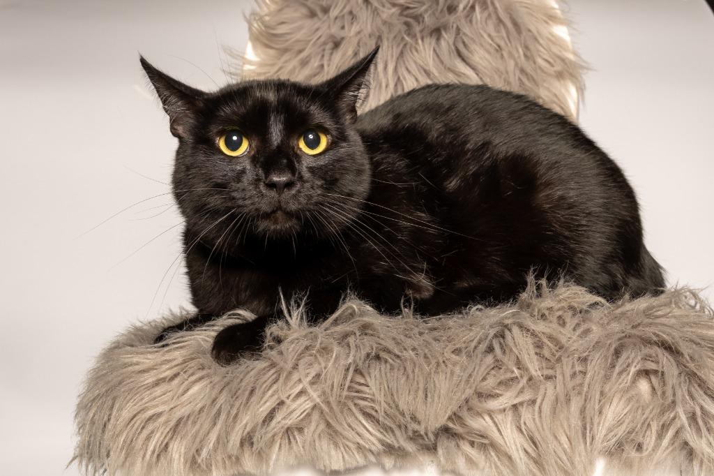 Enlarge Dash, a Adoptable mixed breed in Tyler, TX image 3/3