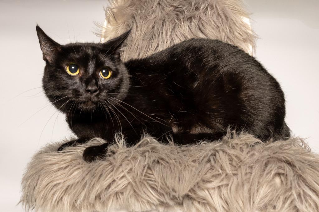 Dash, Adoptable, Adult Male Domestic Short Hair.