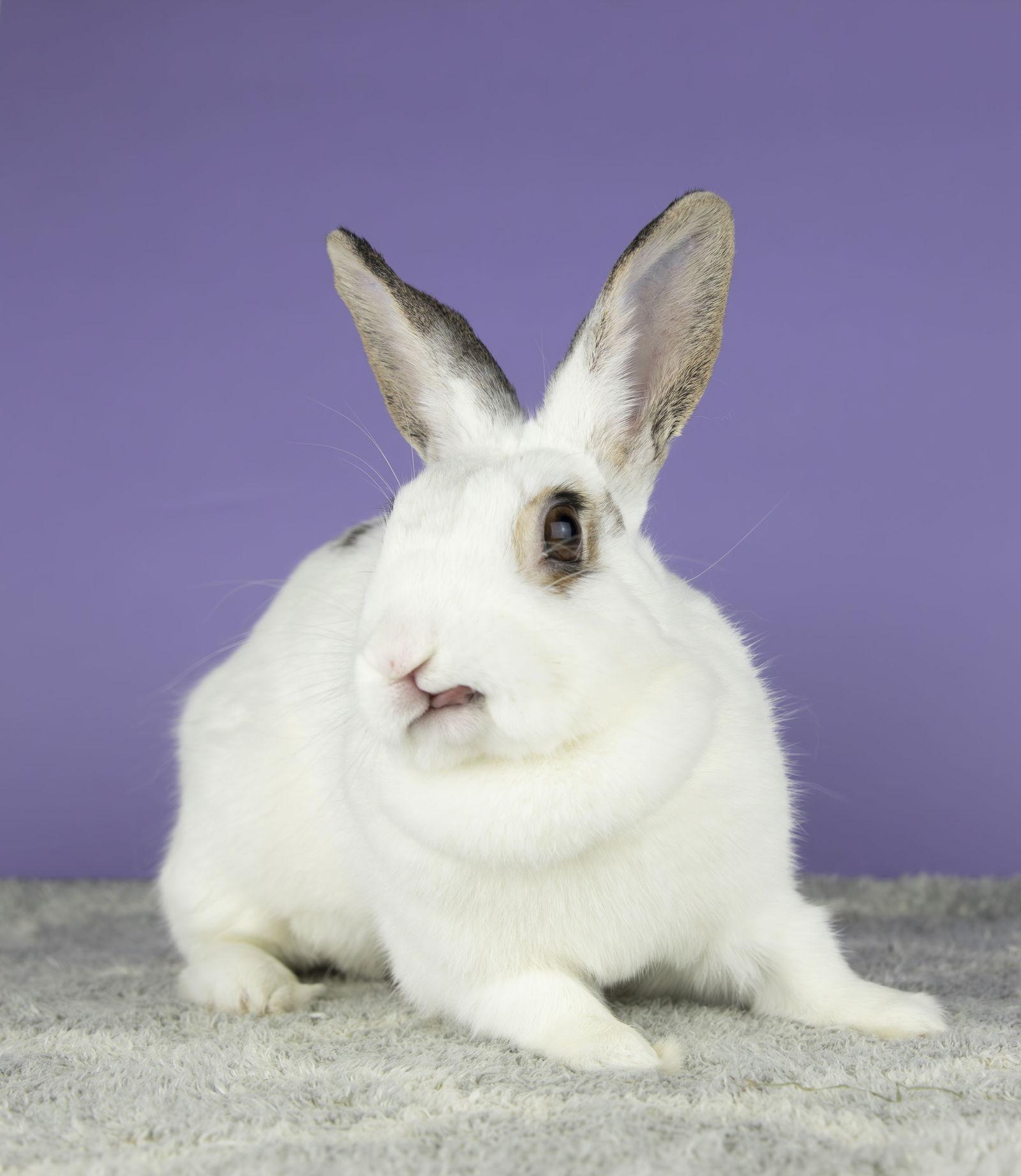Enlarge Rebecca, a Adoptable Hotot in East Islip, NY image 1/1