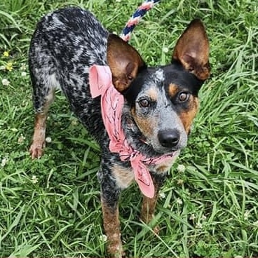 Wynona, Adopted, Young Female Australian Cattle Dog / Blue Heeler.