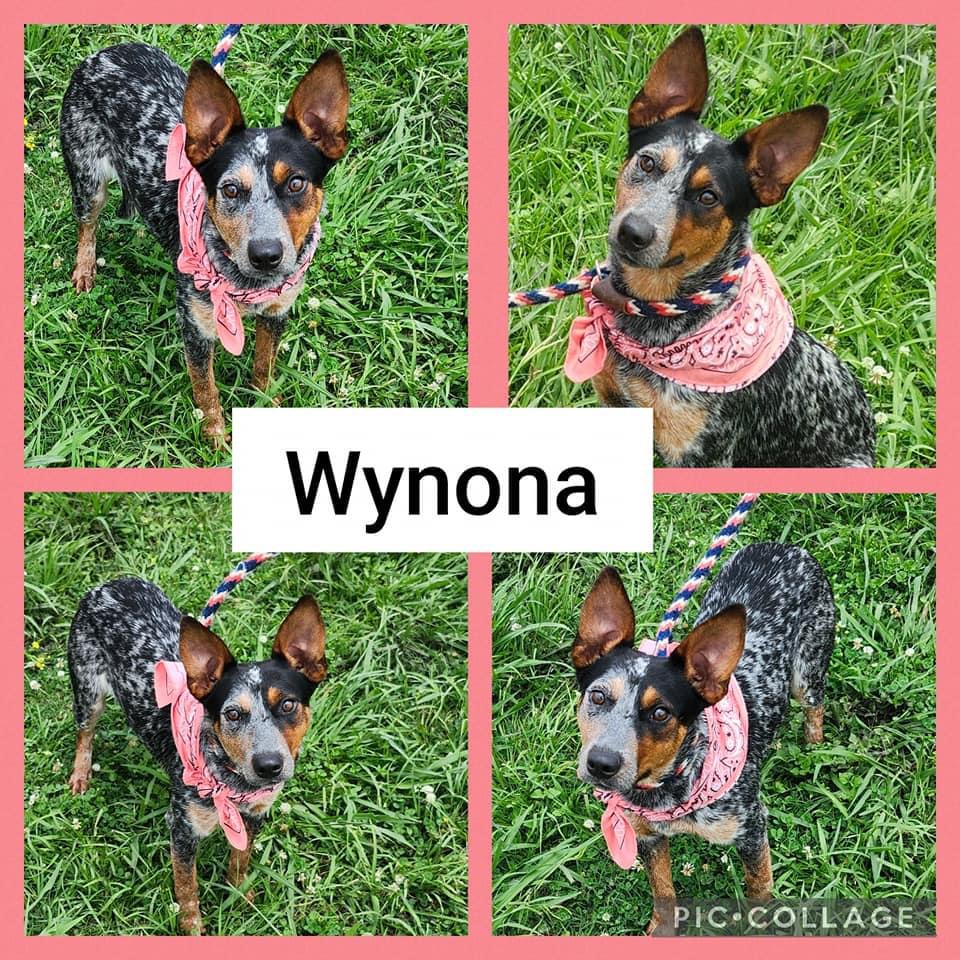 Enlarge Wynona, a Adopted Australian Cattle Dog / Blue Heeler in Roseville, MI image 2/2