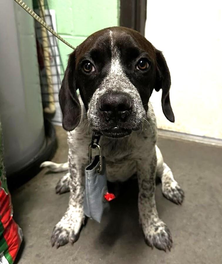 Enlarge Boone, an adopted German Shorthaired Pointer in North Myrtle Beach, SC image 1/1