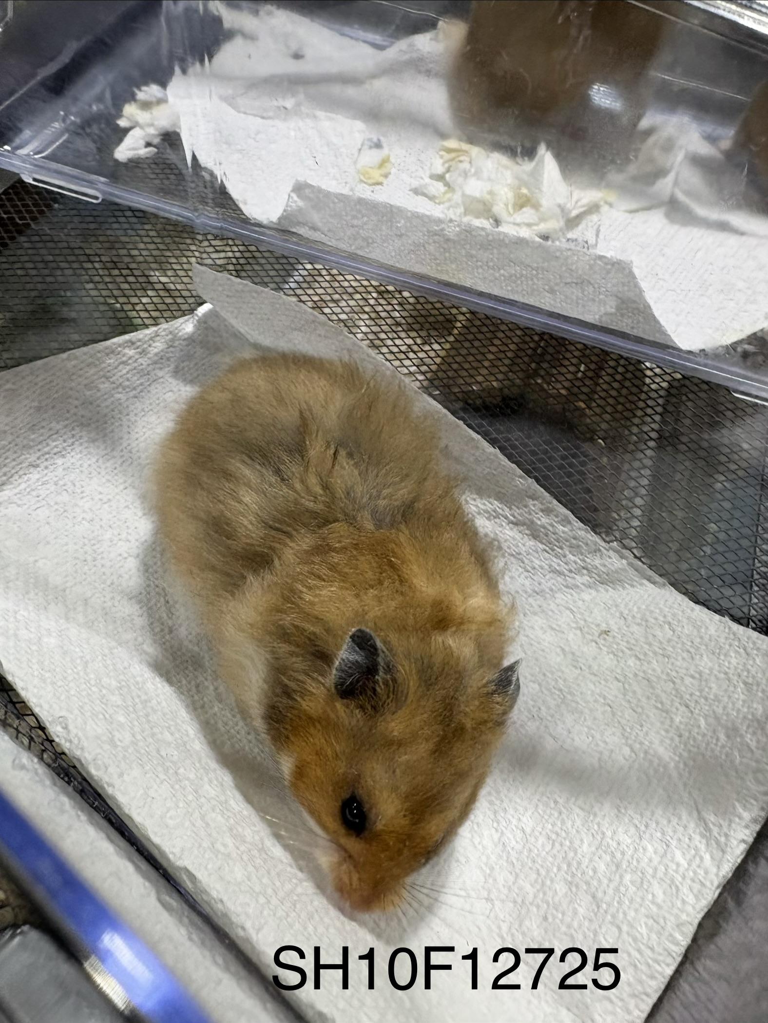 Enlarge Baby Syrian hamsters , a ADOPTABLE Hamster in Howell, NJ image 2/2