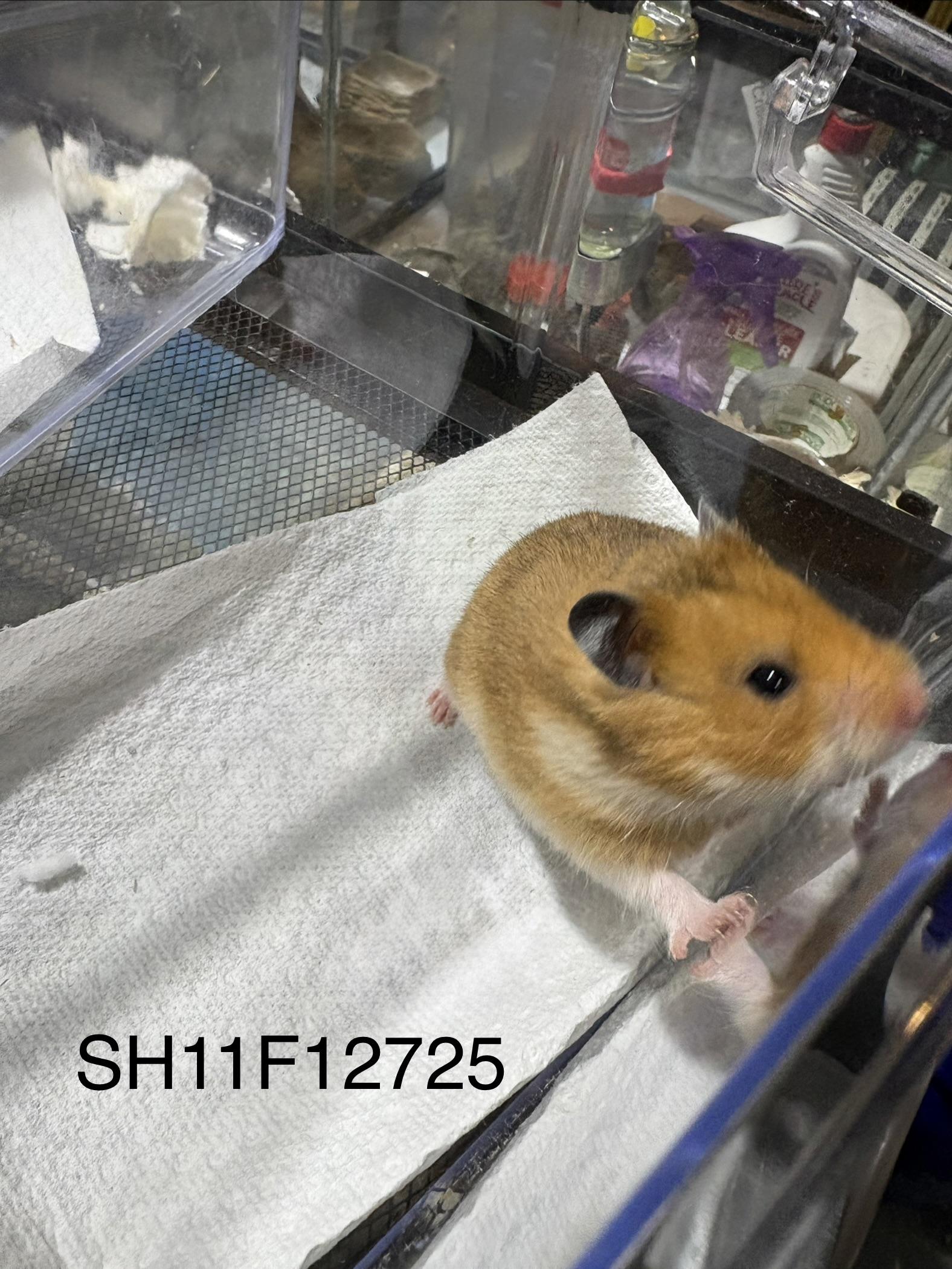 Baby Syrian hamsters , ADOPTABLE, Baby Female Hamster.