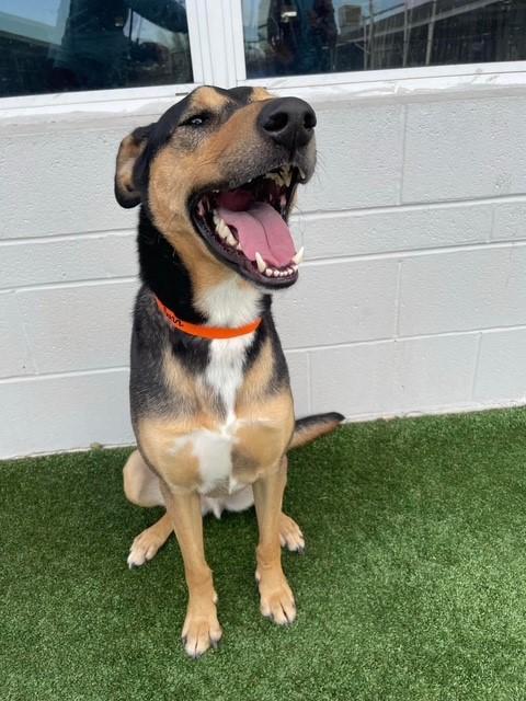 Buzz Lightyear, an adoptable Shepherd in Portland, ME, 04102 | Photo Image 4