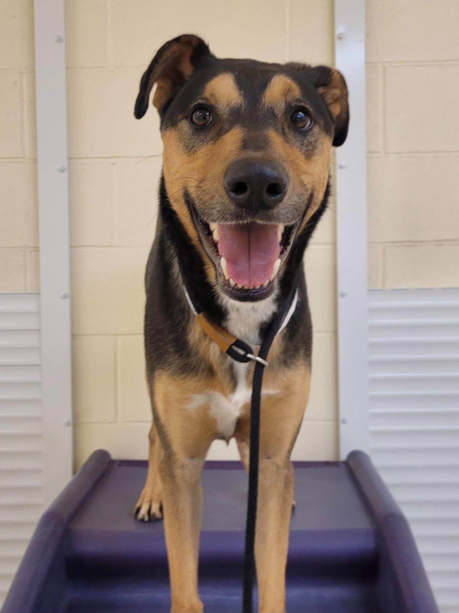 Buzz Lightyear, an adoptable Shepherd in Portland, ME, 04102 | Photo Image 6