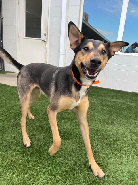 Buzz Lightyear, an adoptable Shepherd in Portland, ME, 04102 | Photo Image 1