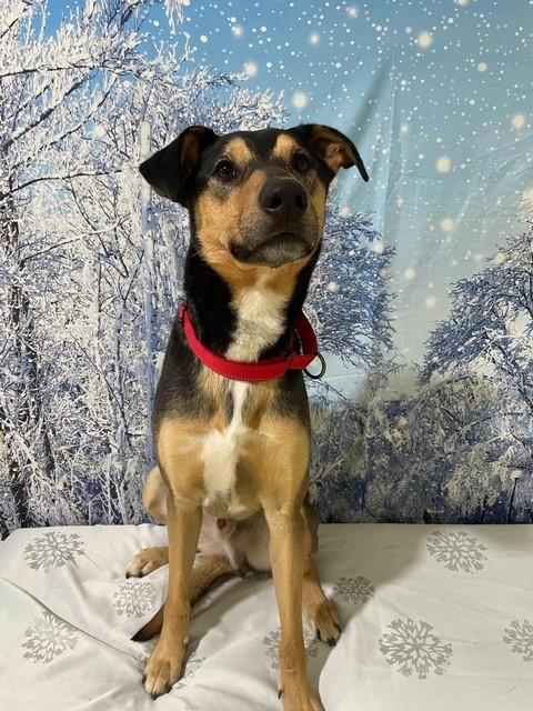 Buzz Lightyear, an adoptable Shepherd in Portland, ME, 04102 | Photo Image 3