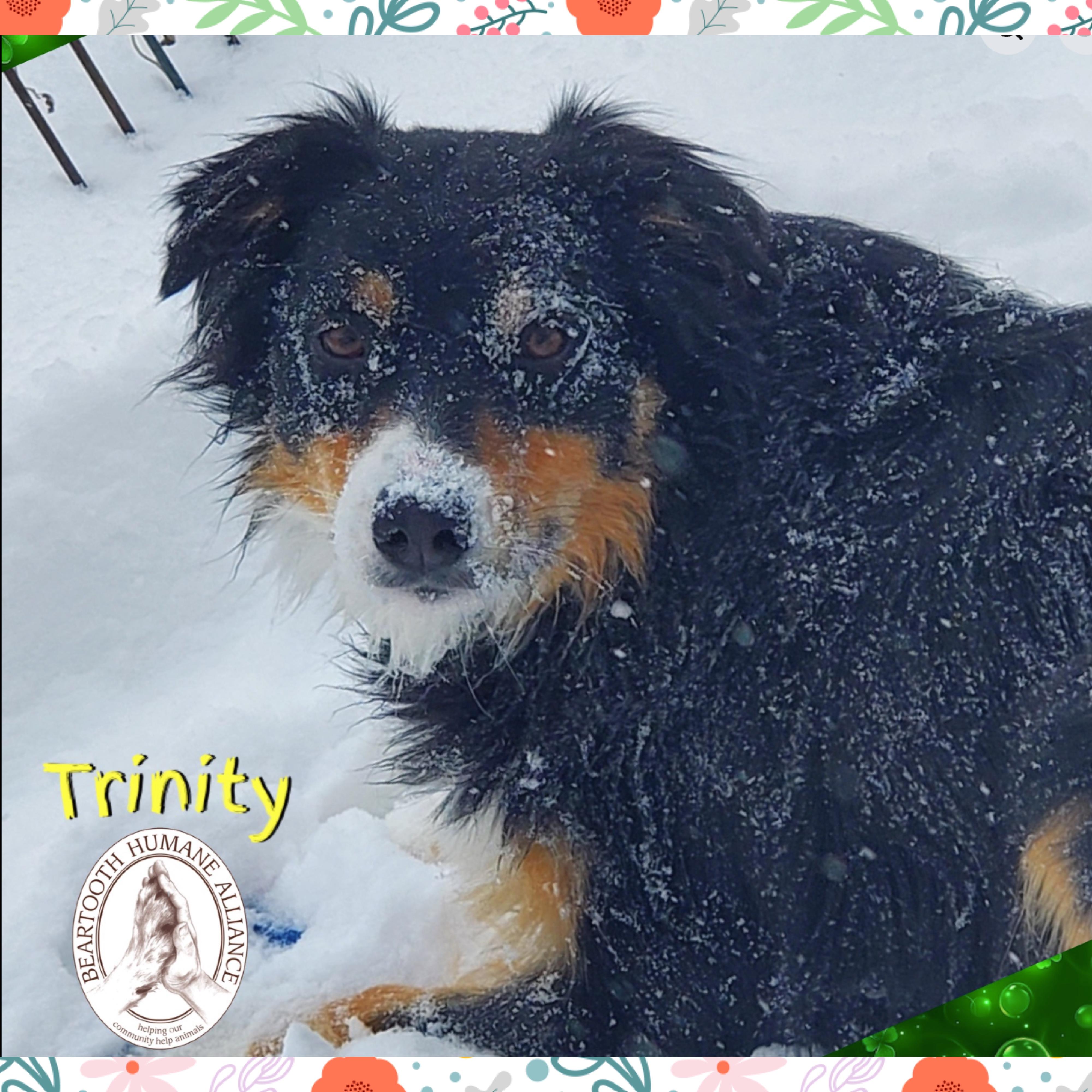 Enlarge Trinity, an adoptable Australian Shepherd in Red Lodge, MT image 1/3