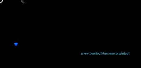 Enlarge Trinity, an adopted Australian Shepherd in Red Lodge, MT image 2/4