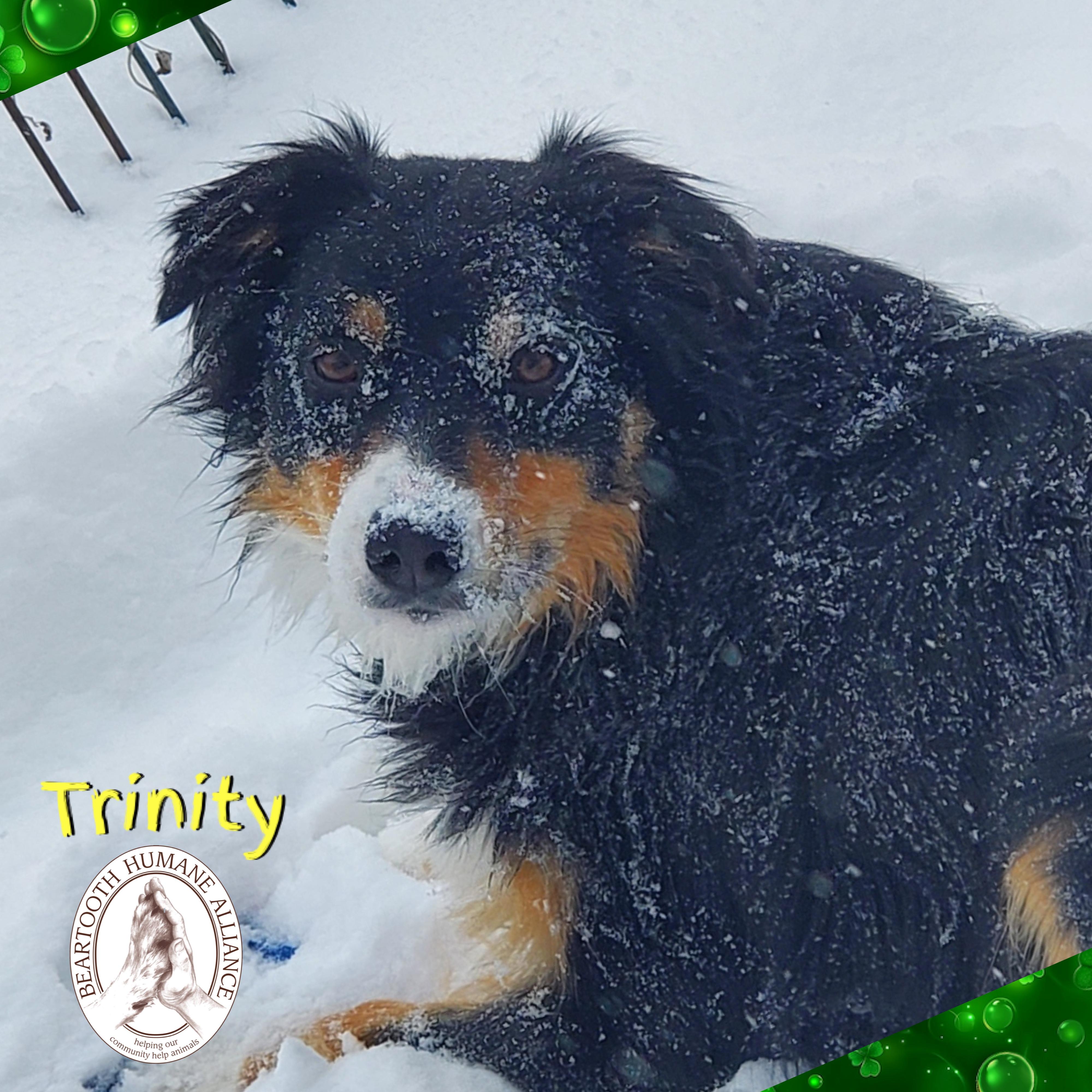 Trinity, ADOPTABLE, Adult Male Australian Shepherd.