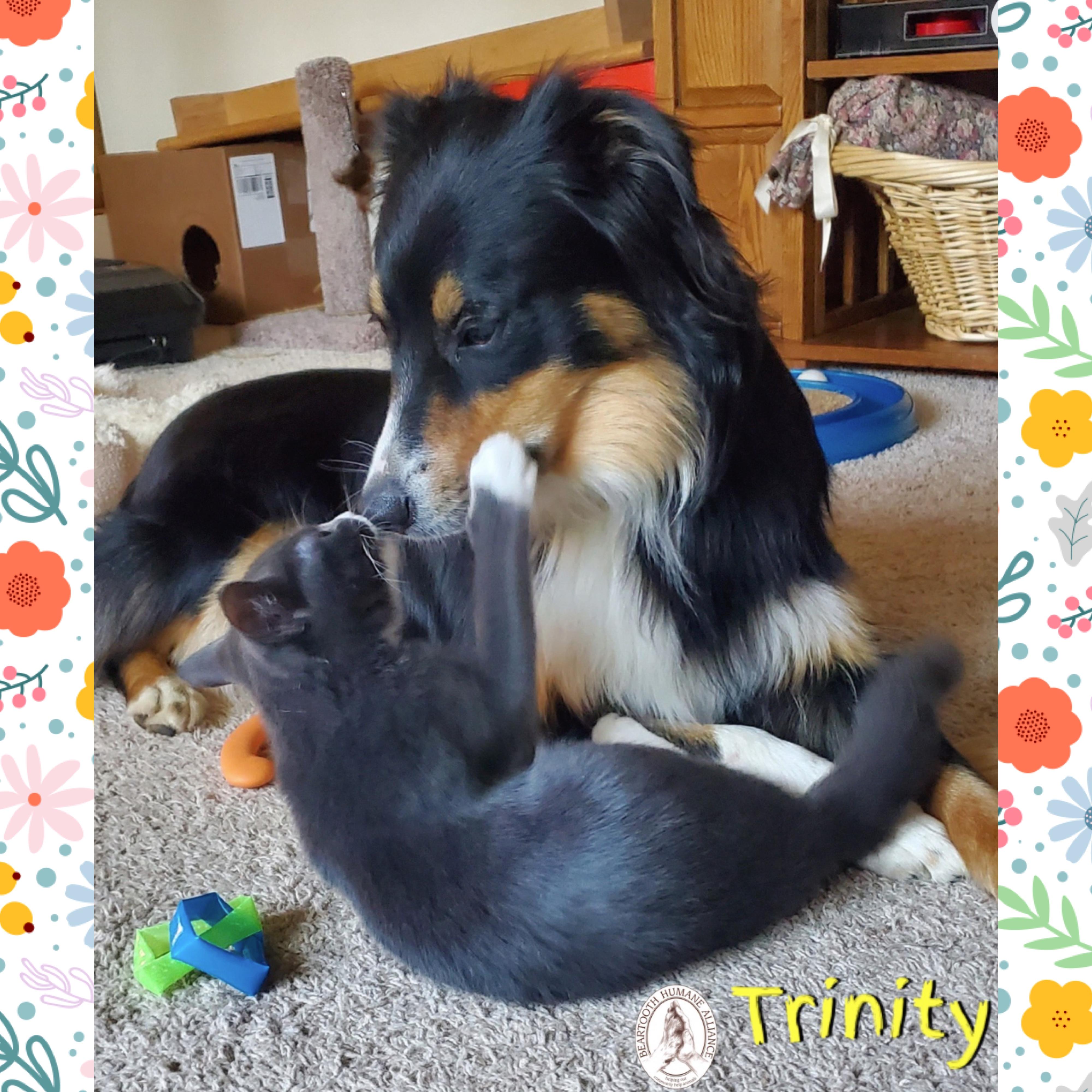 Enlarge Trinity, an adoptable Australian Shepherd in Red Lodge, MT image 3/3