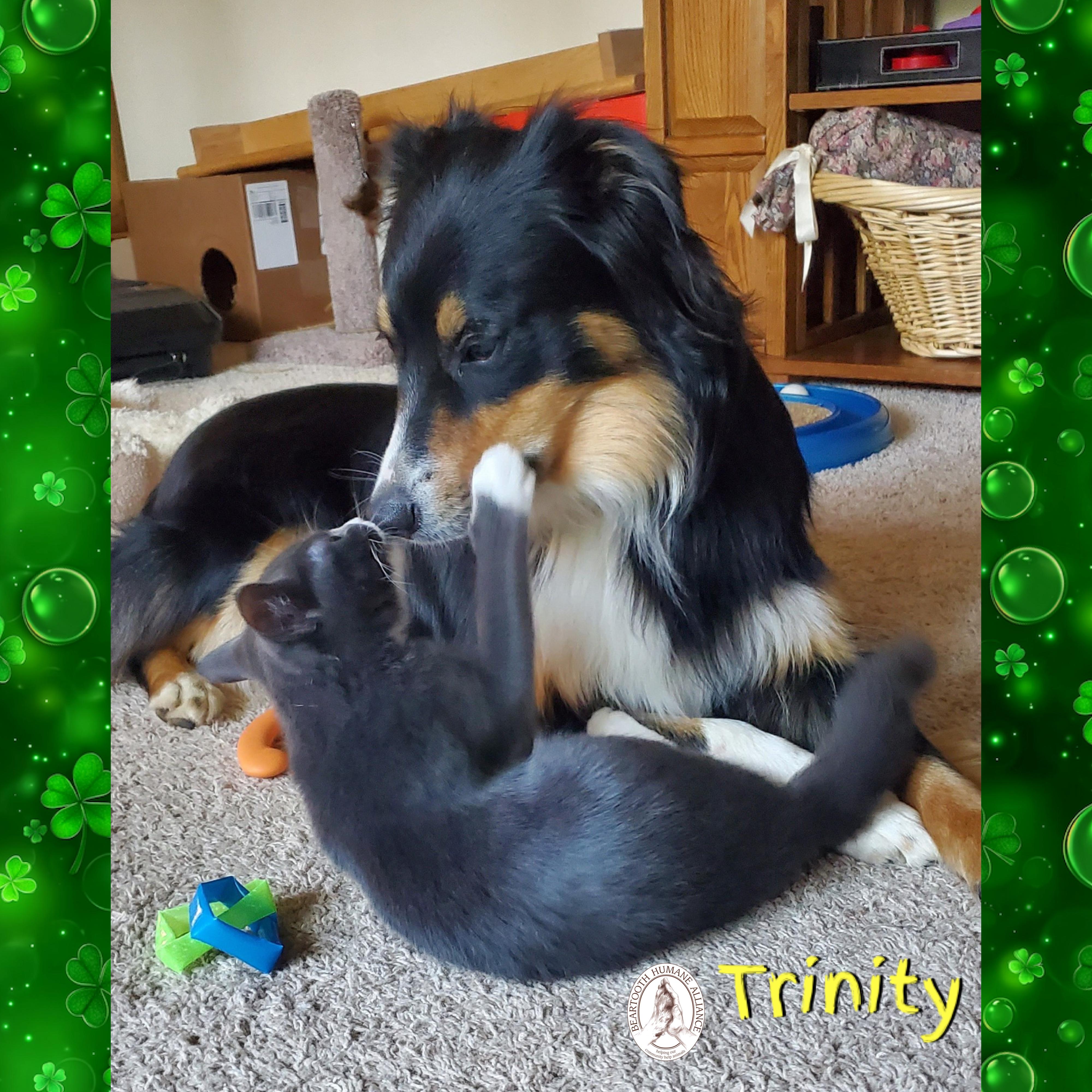 Enlarge Trinity, an adopted Australian Shepherd in Red Lodge, MT image 4/4