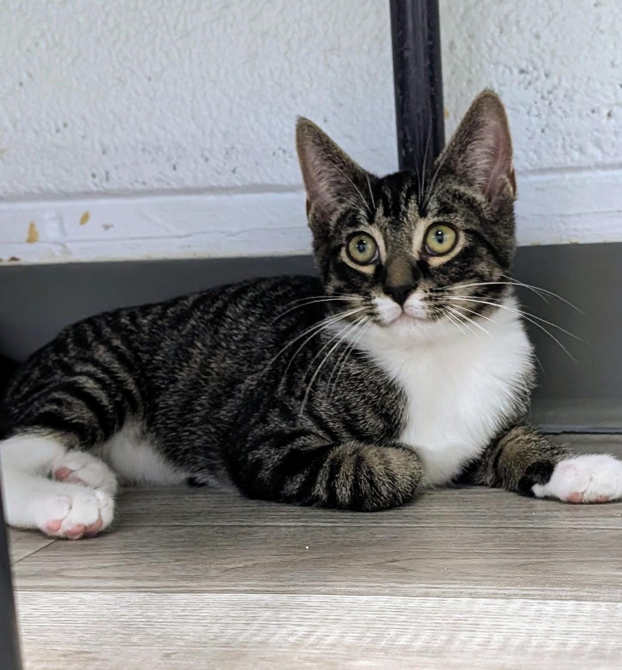 Enlarge Spark, a ADOPTABLE Domestic Short Hair in Morganton, NC image 2/4