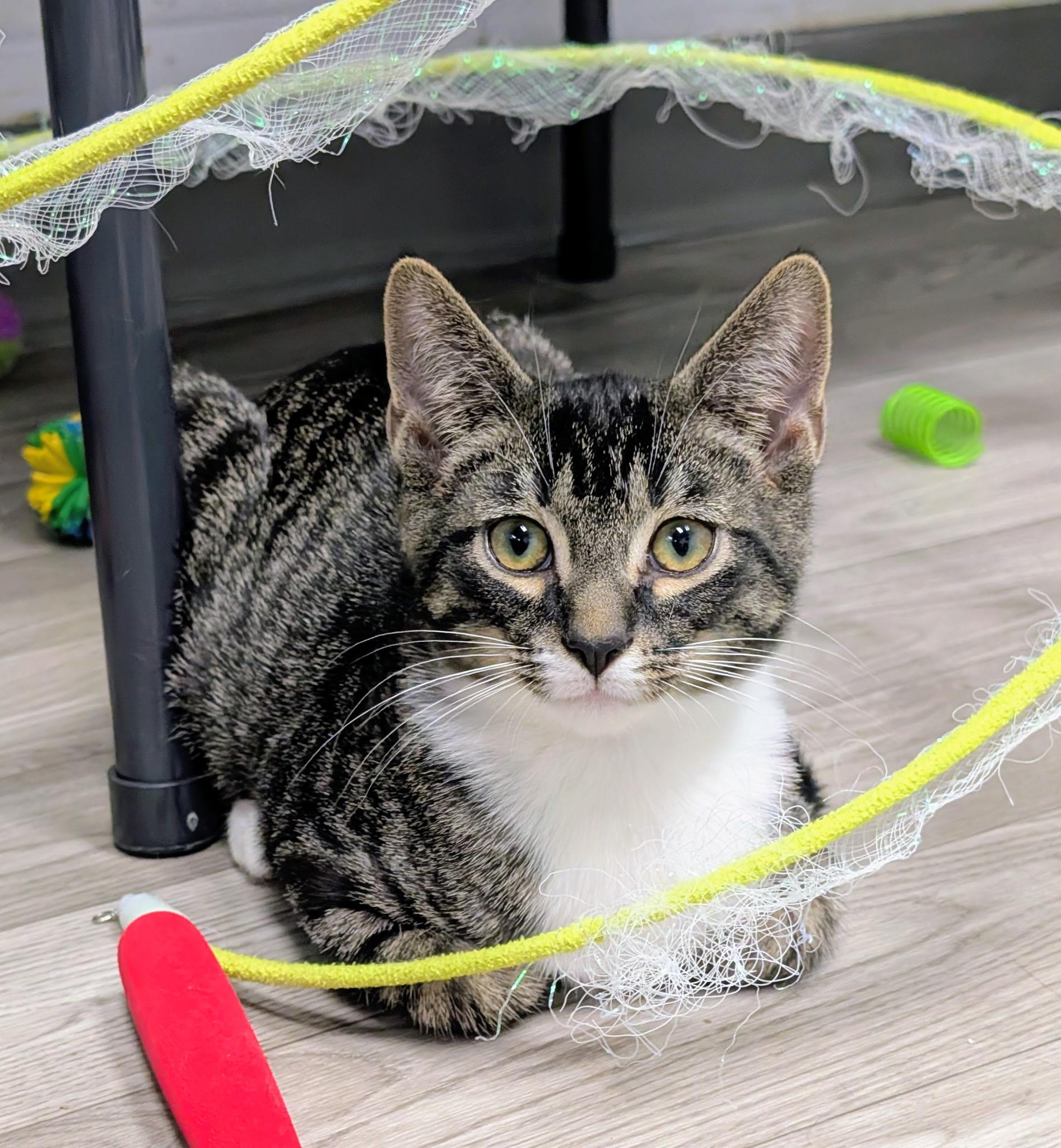 Spark, ADOPTABLE, Kitten Female Domestic Short Hair.