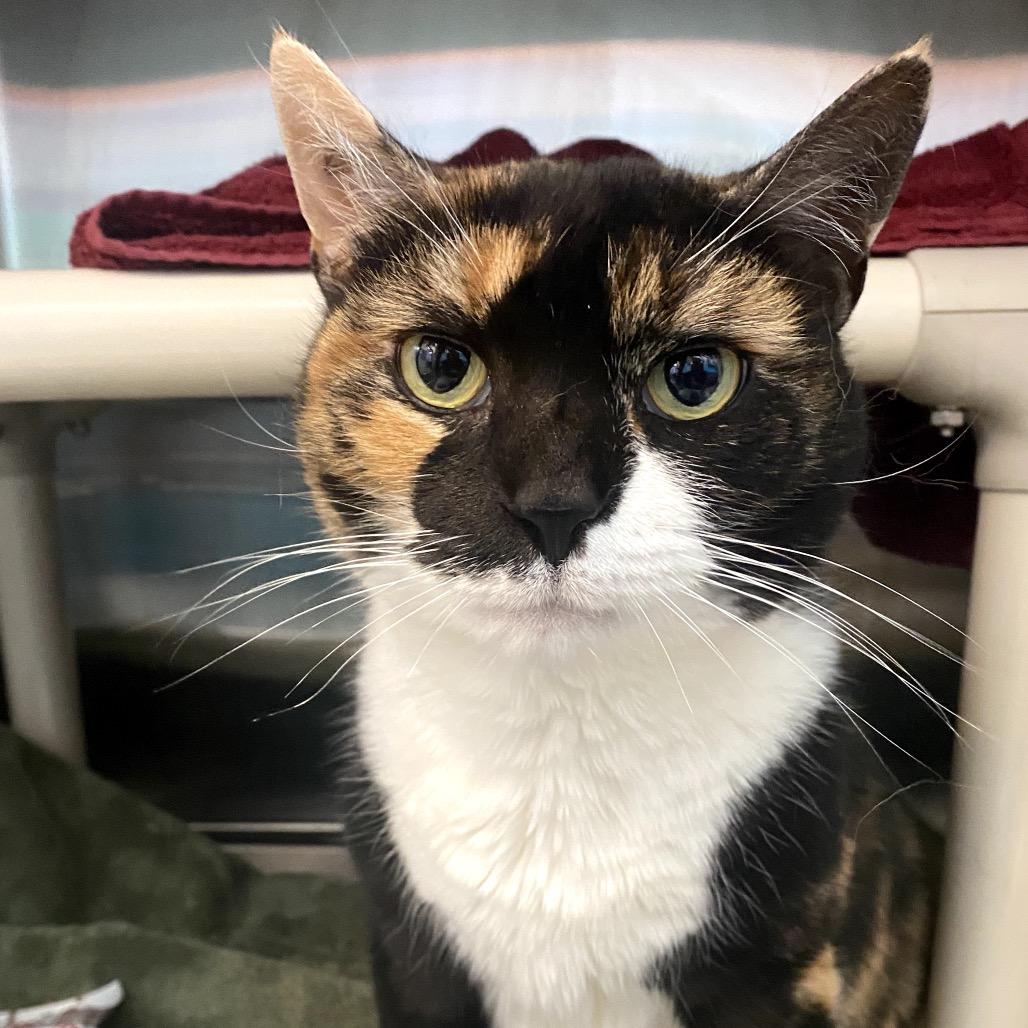 Remmy Rou, a Adoptable Domestic Short Hair in Philadelphia, PA image 1/5