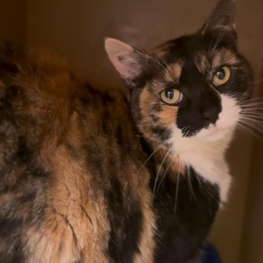 Remmy Rou, a Adoptable Domestic Short Hair in Philadelphia, PA image 2/5
