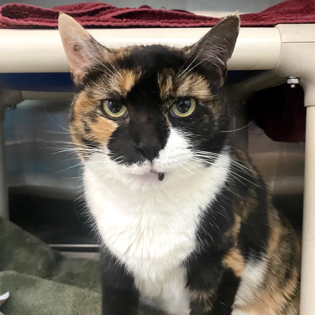 Remmy Rou, a Adoptable Domestic Short Hair in Philadelphia, PA image 3/5