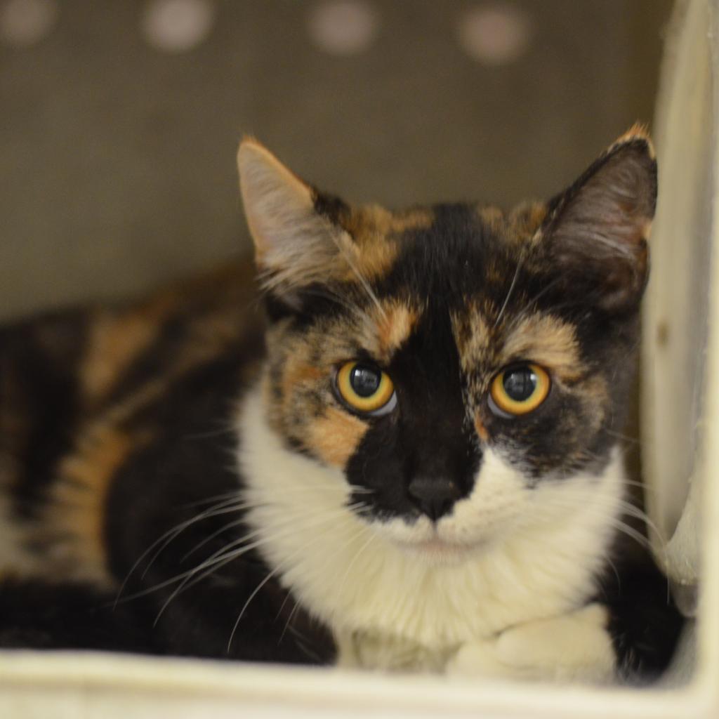 Remmy Rou, a Adoptable Domestic Short Hair in Philadelphia, PA image 4/5