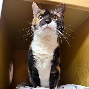 Remmy Rou, a Adoptable Domestic Short Hair in Philadelphia, PA image 5/5