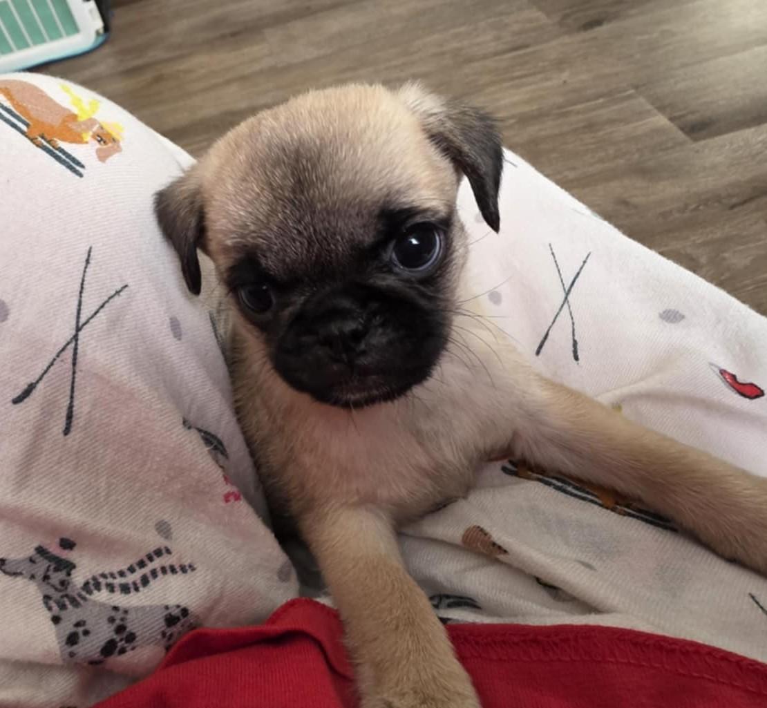 Enlarge Reebok, an adopted mixed breed in Heiskell, TN image 2/3