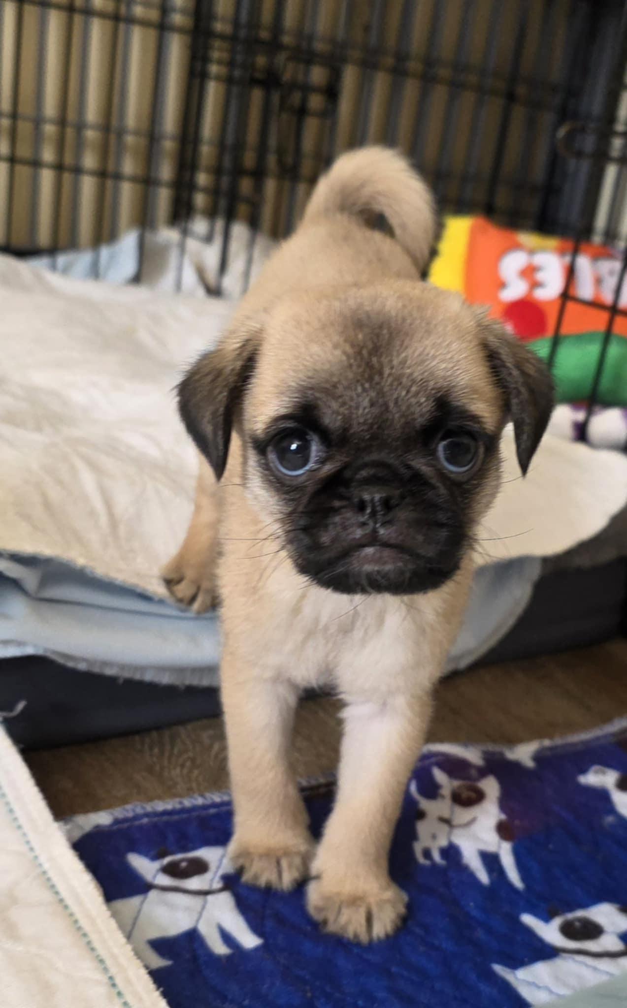 Enlarge Reebok, an adopted mixed breed in Heiskell, TN image 3/3