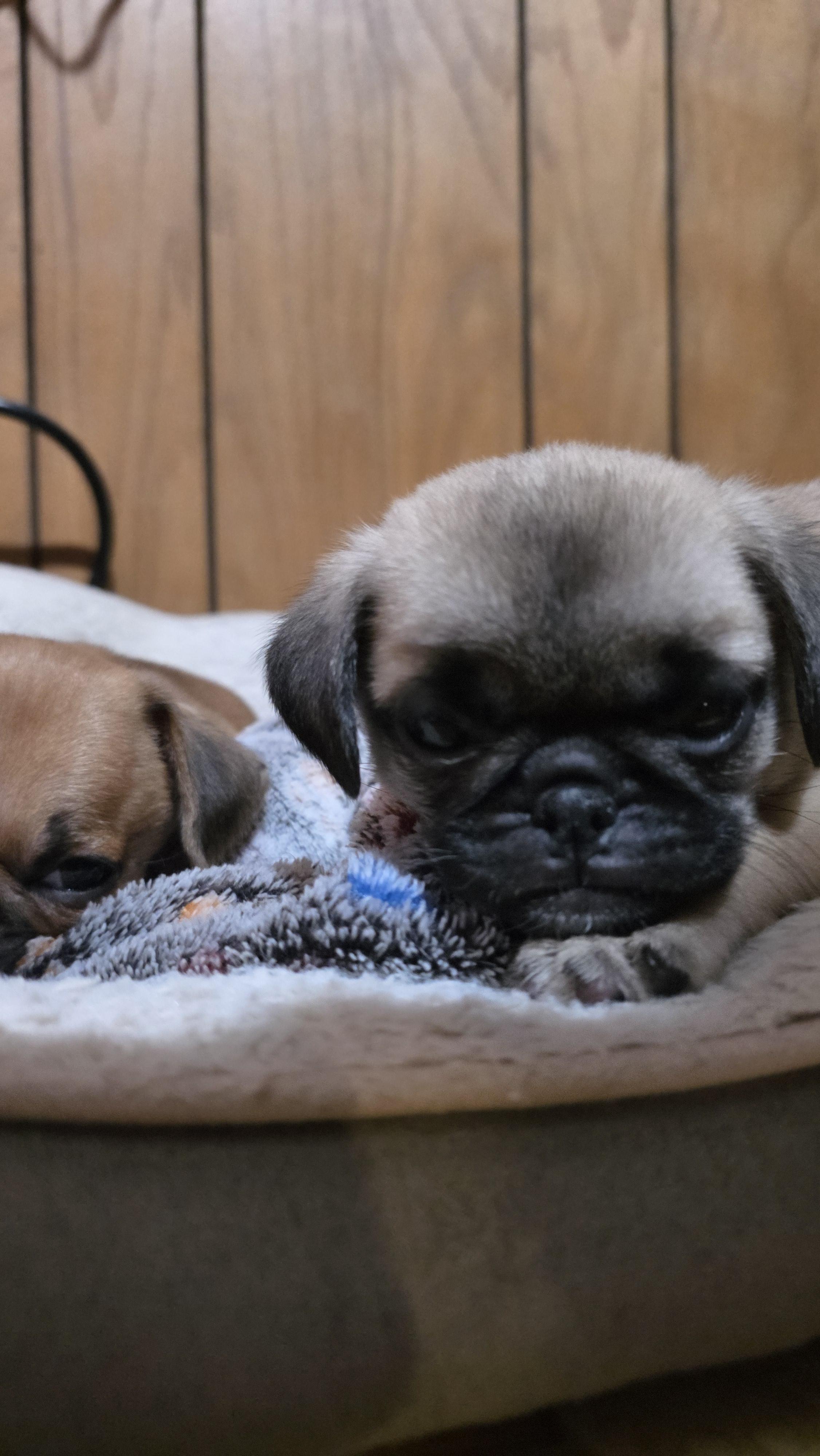 Reebok, adopted, Puppy Female Pug & Pekingese.