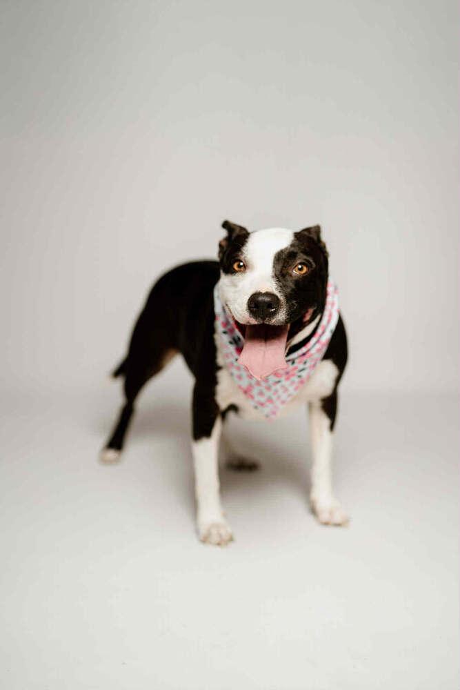 Bellagio, Adoptable, Young Female Pit Bull Terrier.