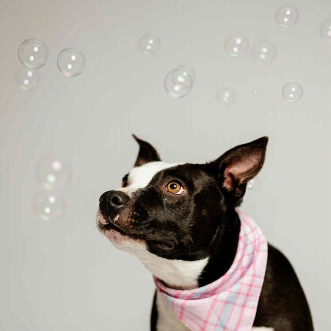 Bellagio, Adoptable, Young Female Pit Bull Terrier.