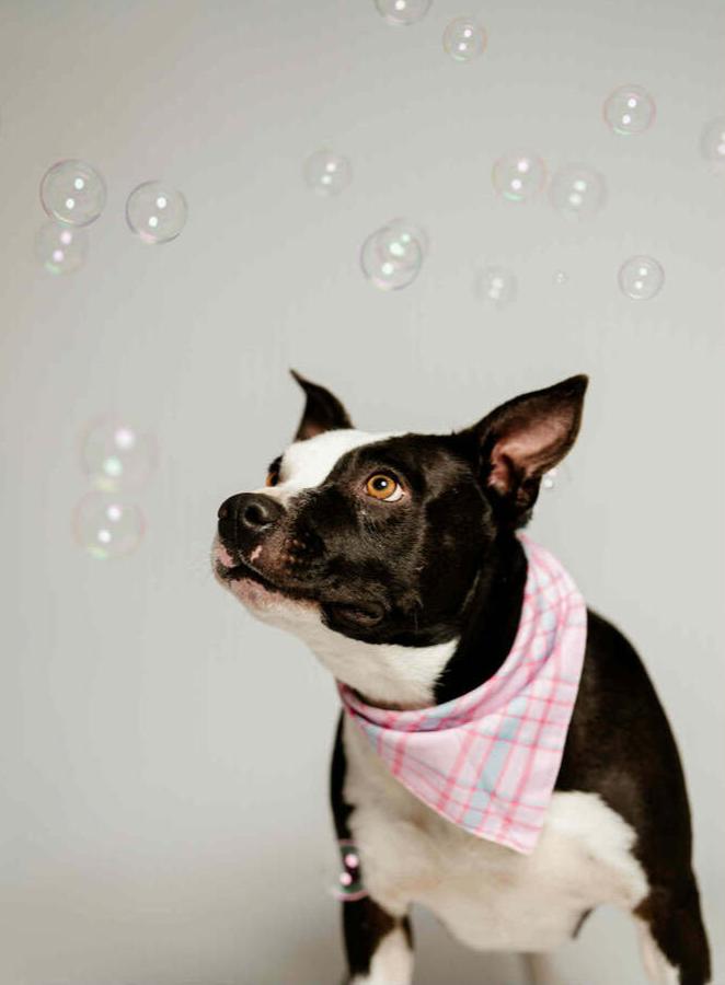 Bellagio, a Adoptable mixed breed in Spokane, WA image 2/4