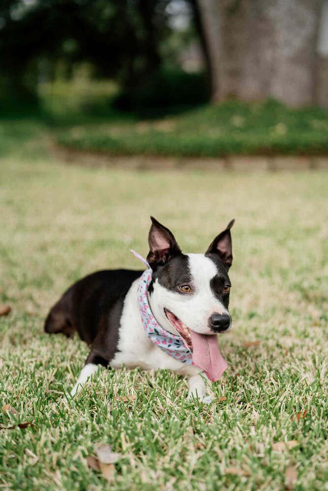 Bellagio, a Adoptable mixed breed in Spokane, WA image 3/4
