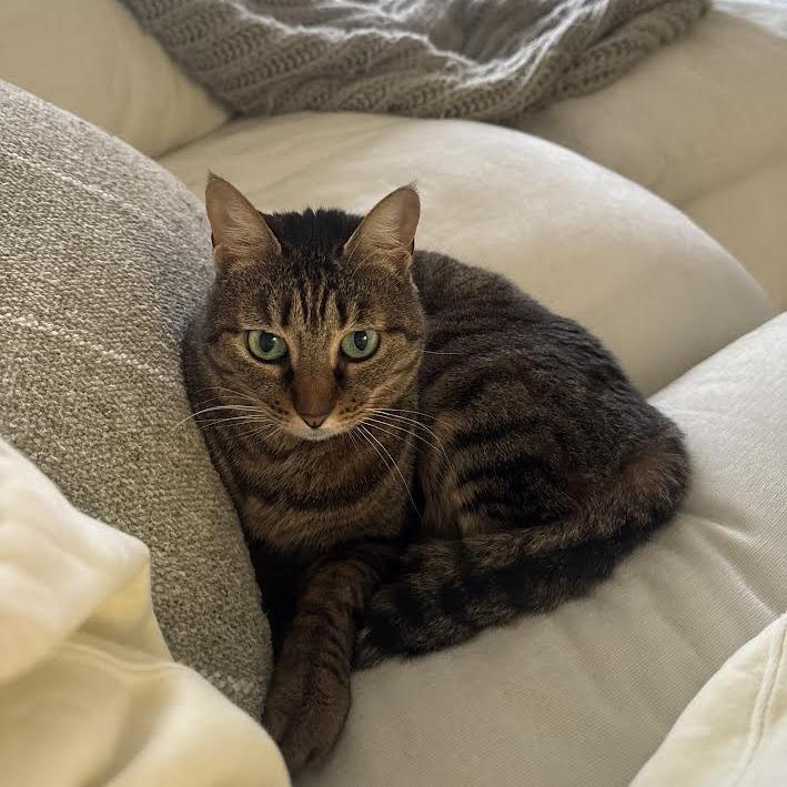 Carmen, a Adoptable Domestic Short Hair in Charlottesville, VA image 1/6