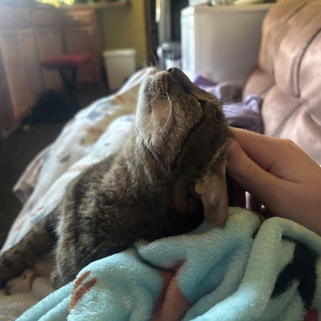 Carmen, a Adoptable Domestic Short Hair in Charlottesville, VA image 3/6