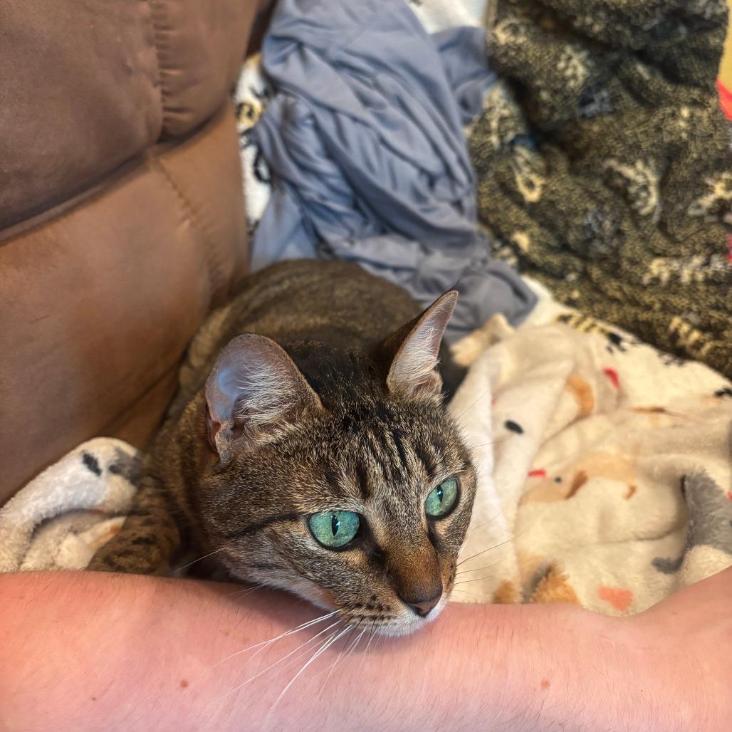 Carmen, a Adoptable Domestic Short Hair in Charlottesville, VA image 4/6