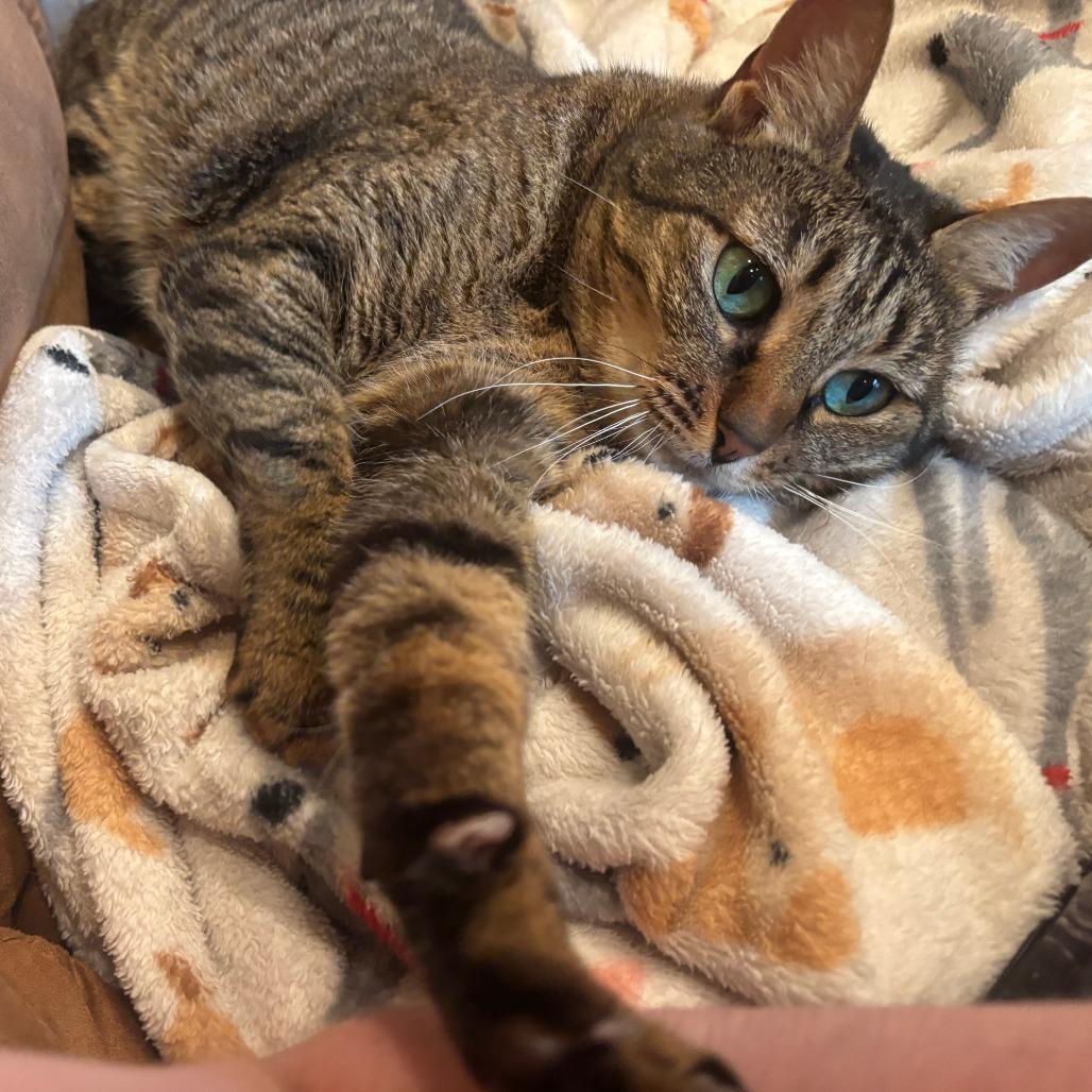 Carmen, a Adoptable Domestic Short Hair in Charlottesville, VA image 6/6
